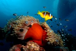 Clownfish & anenome wide angle shot with boat on surface ... by Simon Pickering 